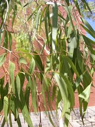 Image result for Eucalyptus citriodora