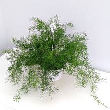 アスパラガス スプレンゲリー6号吊鉢植え 観葉植物 園芸ネット 本店 通販 Engei Net