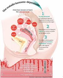 The lining is called the endometrium. Endometriose En Finir Avec Les Idees Recues