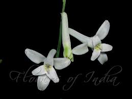 Image result for Dipcadi