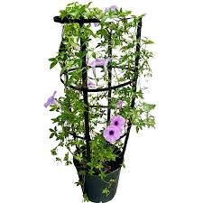 Image result for Ipomoea cairica