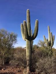 Find 1 photos of the 3491 n arizona ave unit 25 townhouse on zillow. Arizona Native Plants Phoenix Tucson S Most Trusted Cactus Supplier