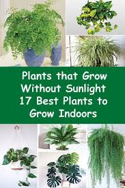 30 Best Ideas For Plants That Dont Need Sunlight Herbs In 2020 Growing Plants Indoors Plants Cool Plants