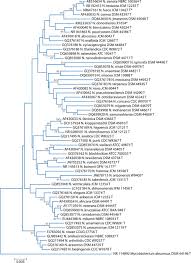 The Complexities Of Nocardia Taxonomy And Identification
