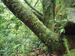 Image result for Haplocoelum foliolosum