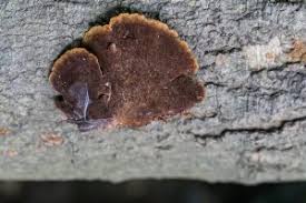 Image result for Phellinus gilvus
