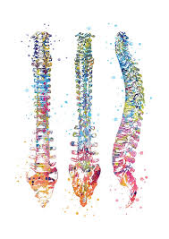 Medical Art Watercolor Spine Clinical Art Doctor Decoration Surgery Art Gift Doctor Anatomy Art 420 Art Print Medical Art Anatomy Art Doctor Etsy