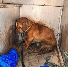 Homeowner Hears Screams And Finds A Terrified Pup Neck-Deep ...
