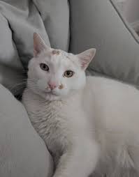 Lost deaf cat in Sherwood Park area