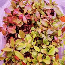 Image result for Catha edulis