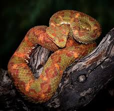 The Gardens Of Eden Photography By Michael D Kern Eyelash Viper Snake Reptiles And Amphibians Colorful Snakes