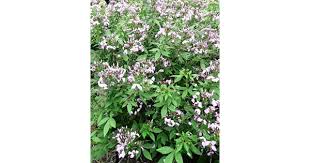 Image result for Cleome elegantissima