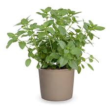 Image result for Ocimum