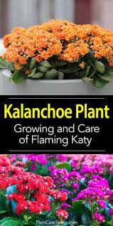 Pin On Flower Gardening