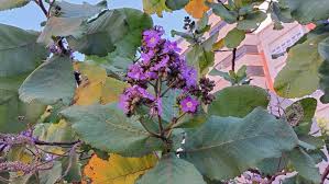 Image result for Wigandia urens