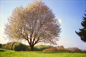 I love taking pictures, while walking in the morning or evening. A Try To Shot This Beautiful Tree In Every Season Lomography