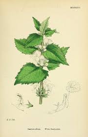 Image result for Psilotrichum scleranthum