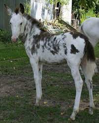 Pin On Horse Color Galore Donkey Genetics