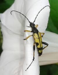 Those in the carrion beetle family are flattened, usually black, often with markings of red, orange, or yellow. Black And Yellow Longhorn Beetle Rutpela Maculata Species Information Page Also Known As Spotted Longhorn