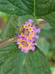 Image result for Lippia plicata