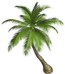 Two green palm trees, arecaceae palmier, easter party flyer transparent background png clipart. Palm Tree Clipart Palm Tree Png Images Free Transparent Png Logos