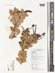 Image result for Agarista salicifolia