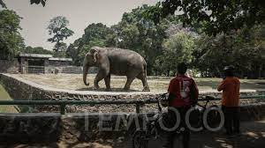 Para pengunjung pun wajib menerapkan protokol kesehatan yang ketat guna mencegah penyebaran pandemi. Kontribusi Raden Saleh Untuk Kebun Binatang Tertua Di Indonesia Travel Tempo Co
