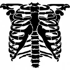 Rib cage png images of 20. Rib Cage Png Transparent Images 5 295 2065901 Png Images Pngio