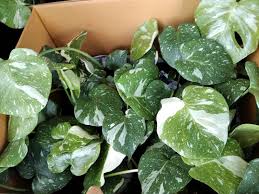 This is a three year old plant grown from a cutting of a thirty year old plant. Variegated Thai Constellation Monstera Posts Facebook