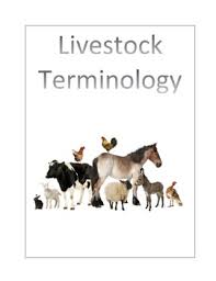 Basic Livestock Terminology By Agricultural Education For All Tpt