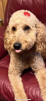 what do you think of new design?