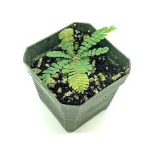 Image result for Biophytum