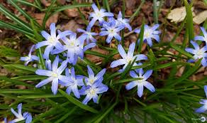 Schneestolz Am Wegesrand Fruhling Blumen Schneestolz Blumenfotos Blumen Fruhling