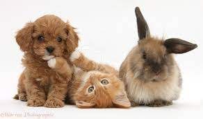 Find or advertise puppies and kittens for sale on pets4you.com. Are Baby Bunnies Arguably Cuter Than Kittens Or Puppies Quora