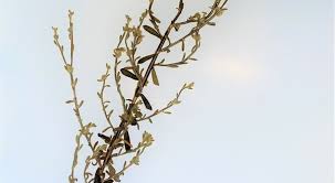 Image result for Neojeffreya