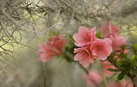 Simple wallpaper;aesthetic wallpaper;wallpaper quotes;flower wallpaper;wallpaper tumblr;wallpaper backgrounds；natural scenery. Beautiful Hd Scenery Flower Wallpapers Hd