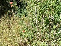 Image result for Kleinia abyssinica