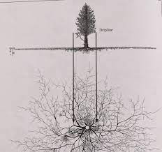 Understanding Roots By Robert Kourik You Need This Book Roots Drawing Tree Roots Roots Illustration