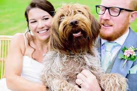 Amy and Guy's riverside wedding in August with their adorable Korthal  Griffon named Frobisher, insisting that it was his big day too and making  sure he was front and centre! 🐶 What