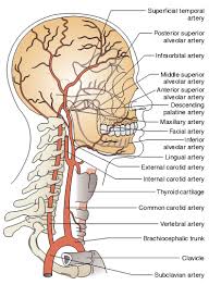 They can be called the main arteries of the head and neck. 110 Bilateral Carotid Vertebral Artery Dissection Awareness Ideas Vertebral Artery Arteries Dissection