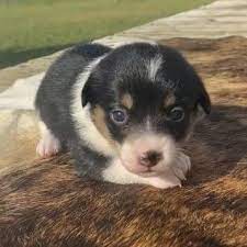 Infinity pups did an exceptional job at providing information about the puppies, the adoption process when you adopt a puppy through infinity pups, you can be confident that you are getting the best puppy. Puppy Finder Puppyfinder Find Puppies For Sale Near Me Puppy Finder Tiny Dog Breeds Puppies