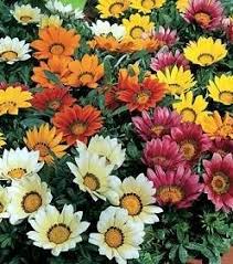النجمية أوالمركبة asteraceae نوع النبات: Ù†Ø¨Ø§Øª Ø¯Ù„ÙŠÙØ±Ù‰ Nabat Delivery The Plant That You Deserve