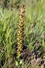 Image result for Disa brevicornis