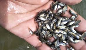 Cara merawat ikan nila,cara budidaya ikan nila di kolam tanah language:id,cara perawatan ikan nila dengan metode terpal Cara Ternak Ikan Nila Maksimalkan Hasil Panen Dan Tekan Angka Fcr