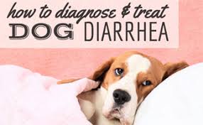 How To Diagnose And Treat Dog Diarrhea Caninejournal Com