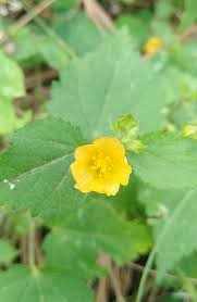 Image result for Sida veronicifolia