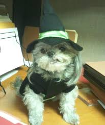 No Shady Pines For Pooches — The Muttly Crew