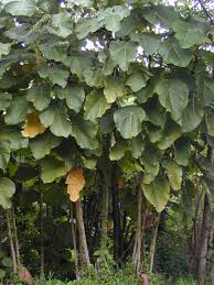 Image result for Macaranga mellifera