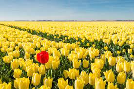 Tulip Flower Meaning Flower Meaning