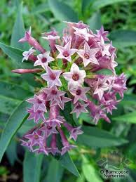 Red cestrum, unlike the orange flowering type, is readily available. Cestrum Cretan Purple From Burncoose Nurseries